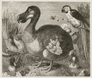 The Dodo بواسطة فرديناند جورج والدمولر