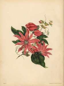 The racemose Passionflower, Passiflora racemosa, Religious superstition بواسطة ريتشارد (بعد) داد