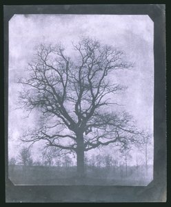 Tree in winter, mid 19th century بواسطة فريدريك (المرتبط ب) بارنارد