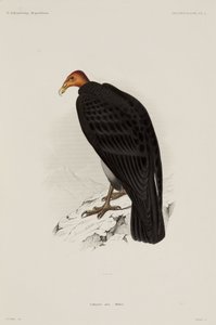 Turkey vulture, Chile بواسطة ريتشارد (بعد) داد