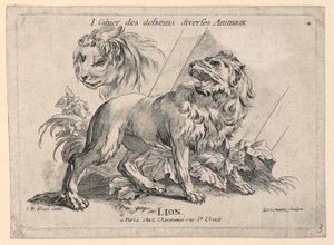 دراسات على الأسود ، اللوحة 4 من كتاب "Cahier des Desseins Diverses Animalaux" بواسطة بعد جان بابتيست هويت