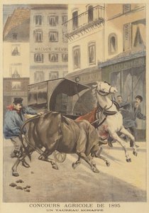 المعرض الزراعي لعام 1895. ثور هارب
