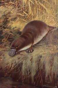 منقار البط بواسطة بعد فيلهلم كونرت