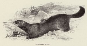 المنك الأوروبي بواسطة بعد فيلهلم كونرت