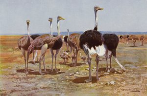 النعام الصومالي