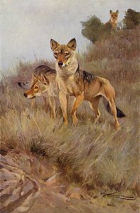 ذئب بواسطة بعد فيلهلم كونرت