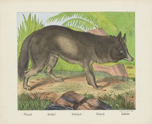 شكال. / ابن آوى. / شكال. / Sciacal. / Jakhals (العنوان على الكائن)