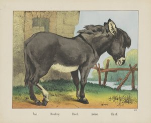 Âne. / حمار. / ايسل. / أسينو. / إيزل (العنوان على الكائن)
