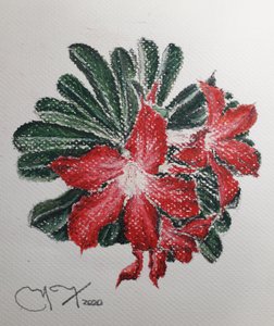 زهرة الصحراء بواسطة miguelmendez_art.ve