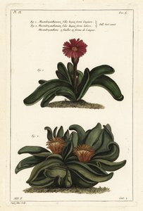 نبات Elkhorn ، Rhombophyllum dolabriforme (نبات القطيفة ذو الأوراق ذات الأوراق ، Mesembryanthemum dolabriforme) بواسطة الأصغر سنا