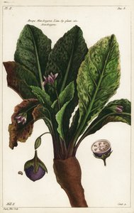 Mandrake ، Mandragora officinarum بواسطة الأصغر سنا