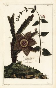 نبات نجم البحر ، Orbea variegata 1 ونبتة السنونو البيضاء ، Vincetoxicum hirundinaria 2 بواسطة الأصغر سنا