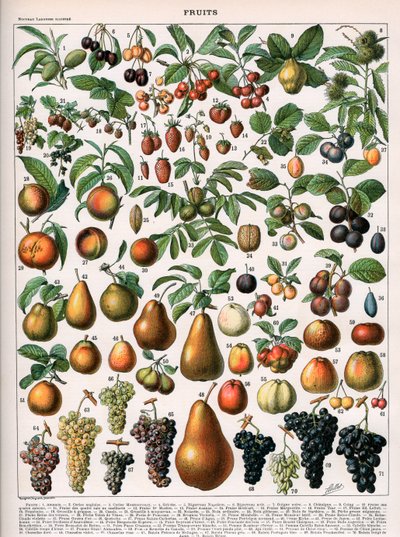 رسم توضيحي لأصناف الفاكهة ، حوالي 1905-10 (لون ليثو) بواسطة (بعد) أليوت