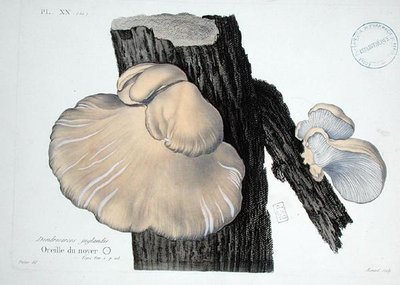 Dendrosarcos juglandis ، اللوحة 20 من "Iconographie des Champignons de JJ Paulet" بقلم JH Leveille ، نقش رينارد بواسطة (بعد) فوسير