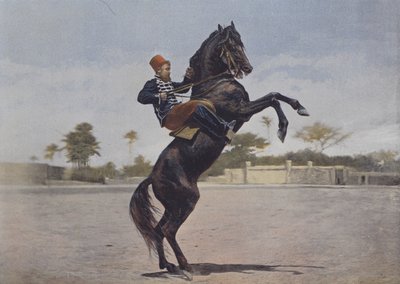 نوس كافالييرز (صورة ملونة) بواسطة (بعد) مصور فرنسي