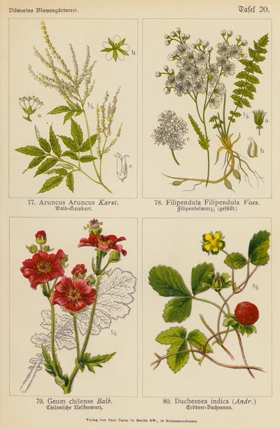 Aruncus Aruncus، Filipendula Filipendula، Geum Chilense، Duchesnea Indica (لون ليثو) بواسطة (بعد) المدرسة الألمانية