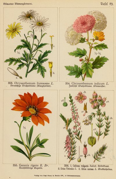 أقحوان الأقحوان Frutescens، أقحوان الأقحوان، أقحوان الهند، غازانيا ريجنز، كالونا فولغاريس، إيريكا تترالكس، إيريكا كارنيا (لون ليثو) بواسطة (بعد) المدرسة الألمانية