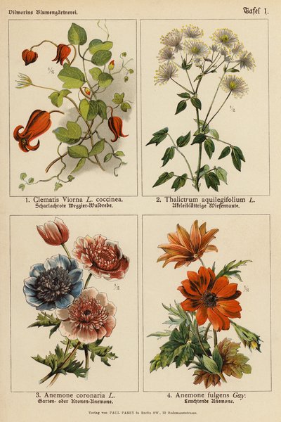 Clematis Viorna, Thalictrum Aquilegifolium, Anemone Coronaria, Anemone Fulgens (لون ليثو) بواسطة (بعد) المدرسة الألمانية
