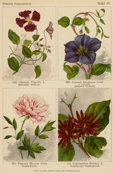 Clematis Viticella, Clematis Lanuginosa, Paeonia Moutan Sims, Calycanthus Floridus (لون ليثو) بواسطة (بعد) المدرسة الألمانية