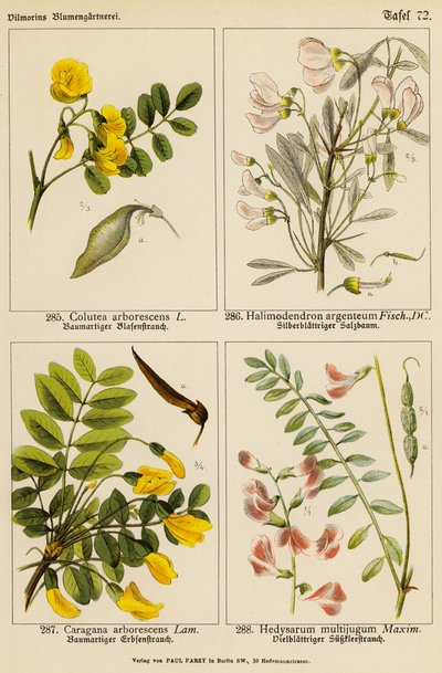 Colutea Arborescens, Halimodendendron Argenteum, Caragana Arborescens, Hedysarum Multijugum (لون ليثيو) بواسطة (بعد) المدرسة الألمانية
