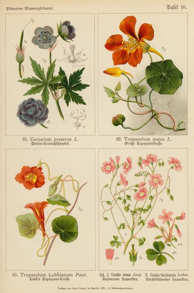 Geranium Pratense، Tropaeolum Majus، Tropaeolum Lobbianum، Oxalis Rosea، Oxalis Floribunda (لون ليثو) بواسطة (بعد) المدرسة الألمانية