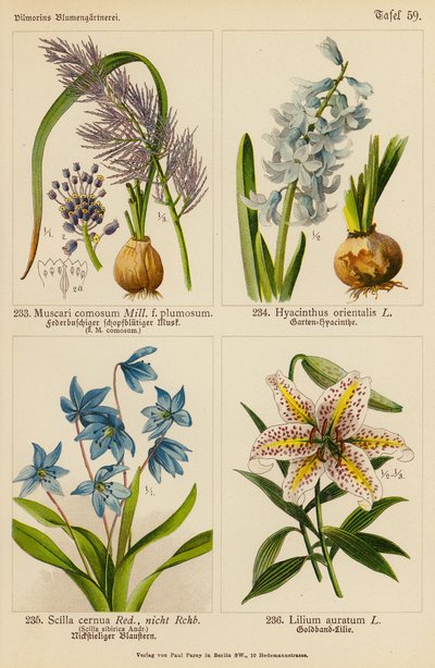 Muscari Comosum, Hyacinthus Orientalis, Scilla Cernua, Lilium Auratum (لون ليثو) بواسطة (بعد) المدرسة الألمانية