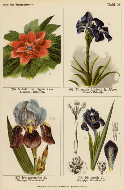 Nidularium Fulgens, Tillandsia Lindenii, Iris Germanica, Iris Pumila (لون ليثو) بواسطة (بعد) المدرسة الألمانية