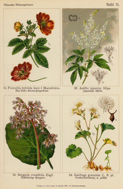 Potentilla Hybrida, Astilbe Japonica, Bergenia Crassifolia, Saxifraga Granulata (لون ليثو) بواسطة (بعد) المدرسة الألمانية