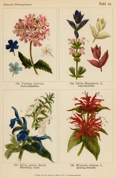 فيربينا هايبريدا، سالفيا هورمينوم، سالفيا باتينس، موناردا ديديما (ليثو ملون) بواسطة (بعد) المدرسة الألمانية