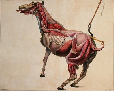 حصان مسلوق ، من "Cours d'Hippiatrique ou Traite Complete de la Medicine des Chevaux" بقلم فيليب إتيان لافوس (1738-1820) محفور بواسطة Juillet بواسطة (بعد) Harguinier