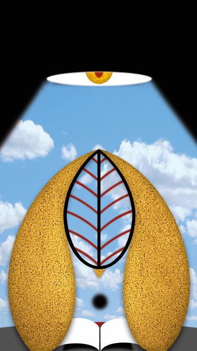 الضوء المدروس بواسطة 