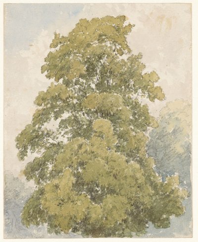 دراسة نبات الدردار بواسطة آرون إدوين بينلي