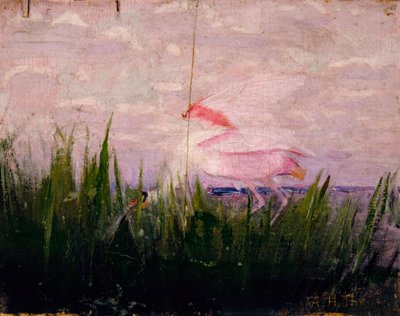 Roseate Spoonbill ، دراسة لكتاب إخفاء التلوين في مملكة الحيوان ، كاليفورنيا. 1905-1909. بواسطة أبوت هاندرسون ثاير