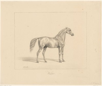 الفحل العربي Vézir (العنوان على الكائن) بواسطة Abraham Vinkeles