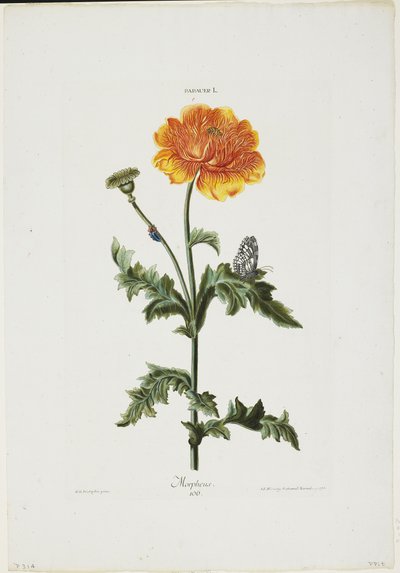 Papauer I. 106. Morpheus ، من Hortus Nitidissimis ، 1773 (النقش اليدوي) بواسطة آدم لويس الملفوف
