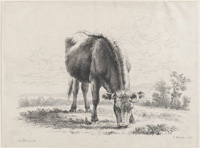 رعي الأبقار ، 1805 ، 1805. بواسطة آدم فون بارتش