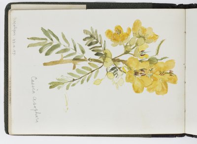 كراسة رسم للألوان المائية والرسومات والملاحظات ، المكسيك ، 1896-1898 (ألوان مائية) بواسطة أديلا بريتون