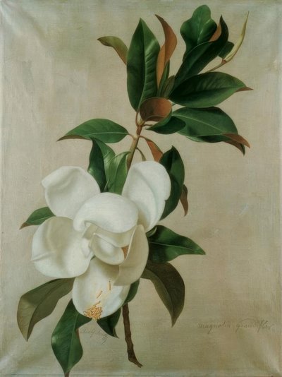 Magnolie بواسطة أدولف سينف