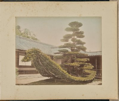 شجرة الصنوبر، كينكاكوجي بواسطة أدولفو فارساري