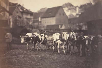 حيوانات المزرعة بدون عنوان ، 1850s. بواسطة أدولف براون