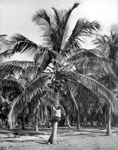 قطف جوز الهند ، جامايكا ، 1905 بواسطة أدولف دوبيرلي وابنه