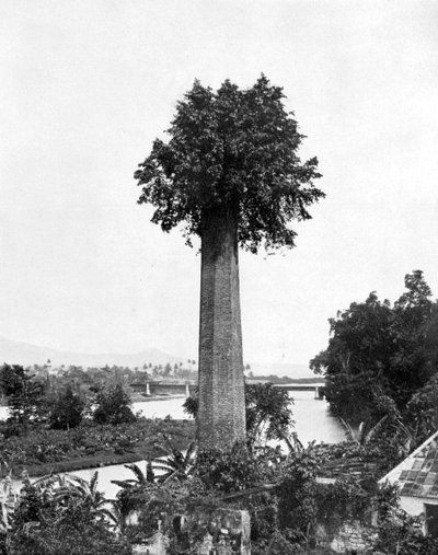 شجرة تنمو في مدخنة حوزة السكر القديمة ، جامايكا ، c1905. بواسطة أدولف دوبيرلي وابنه