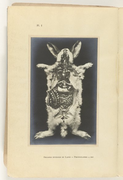 قطع الأرنب مفتوحًا مع ظهور الأعضاء Organes internes du lapin - Photography a sec بواسطة Adolphe Louis Donnadieu