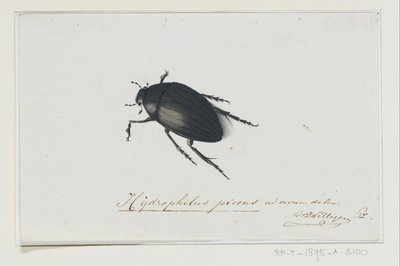 خنفساء الماء الأسود Hydrophilus picens (العنوان على الكائن) بواسطة Adriaan van der Willingen