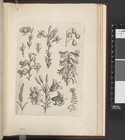 رسم توضيحي للنباتات ، Florilegium ab Hadrianus Collaert celatum et a Philip. نشره جالو ، أنتويرب بواسطة Adriaen (بعد) Collaert