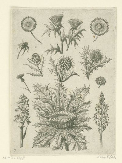 بعيدة بطرق مختلفة Florilegium (عنوان المسلسل) بواسطة ثيودور جالي