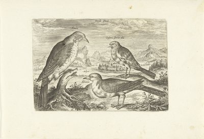 ثلاثة طيور في منظر طبيعي Avium Vivae (عنوان المسلسل) الطيور (عنوان السلسلة) بواسطة أدريان كوليرت