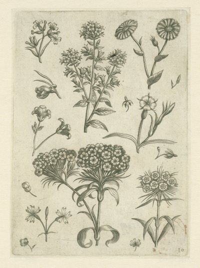 سويت ويليام والزهور الأخرى Florilegium (عنوان المسلسل) بواسطة ثيودور جالي