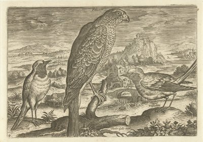 بعض الطيور في المناظر الطبيعية الطيور (عنوان السلسلة) Avium vivae (عنوان المسلسل) بواسطة ثيودور جالي