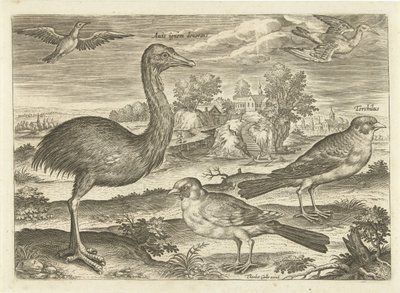 بعض الطيور في المناظر الطبيعية الطيور (عنوان السلسلة) Avium vivae (عنوان المسلسل) بواسطة ثيودور جالي